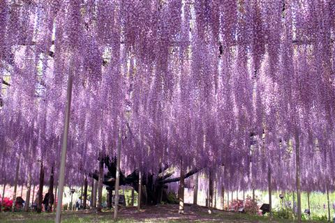 あしかがフラワーパーク（春頃撮影）